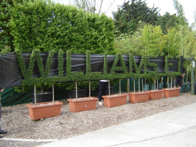 Williams F1 lettering in topiary