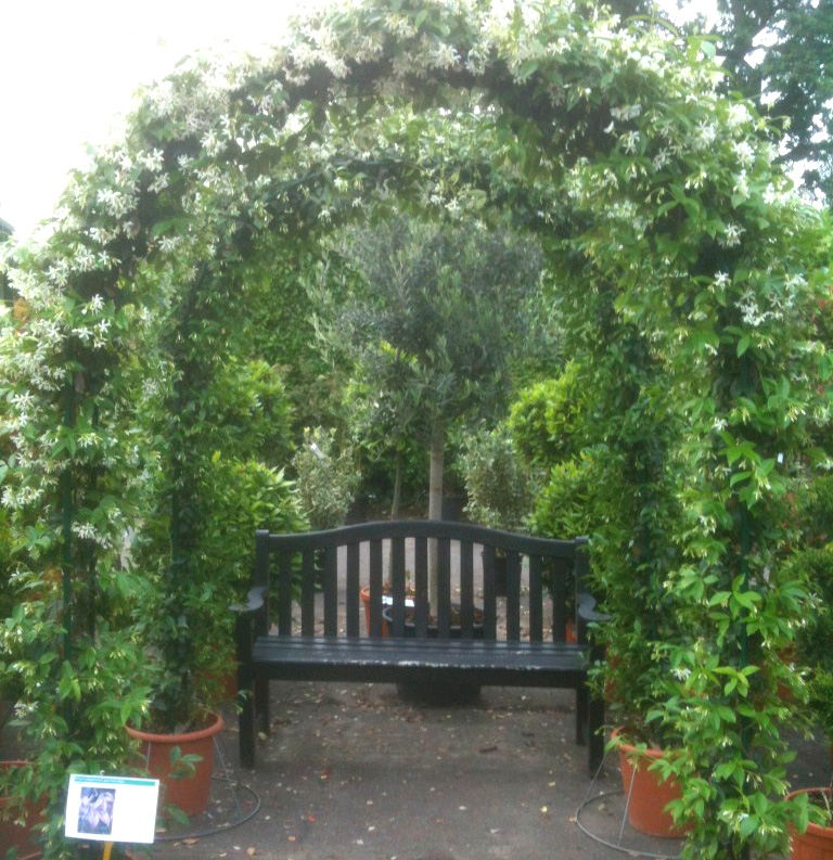 Jasmine Arch in a garden