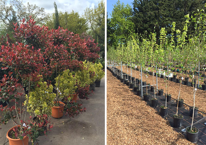 King and Co Tree Nursery in Essex