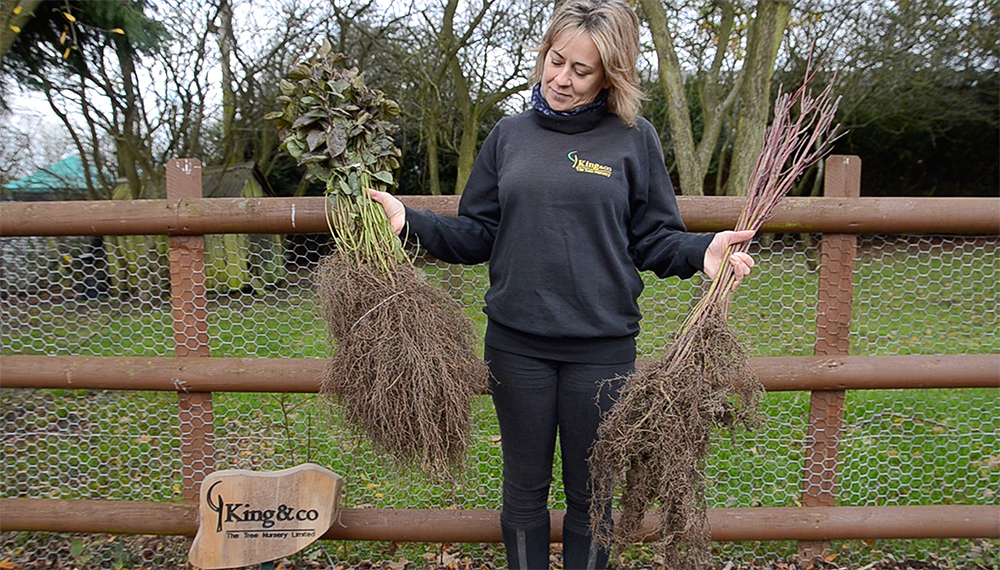 Person holding a selection of bareroot hedge plants