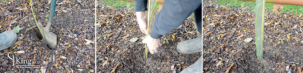 Three close up images of bareroot hedge plants being planted