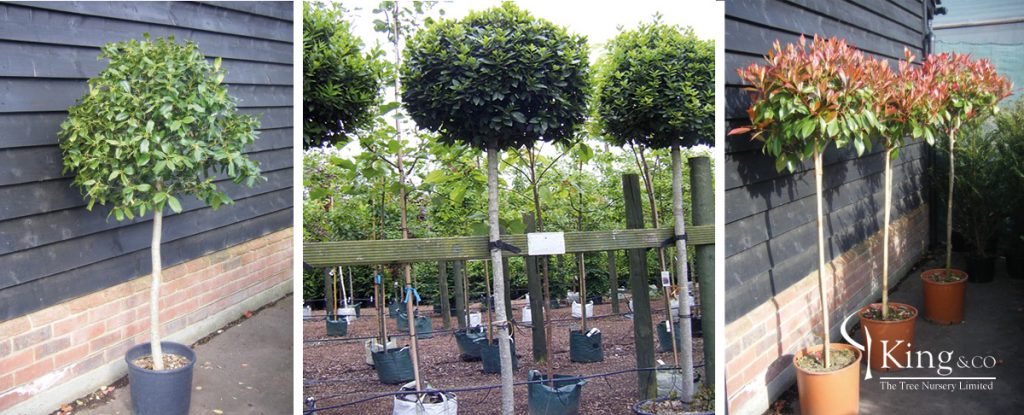 Pictures of Holly, Photinia and Olive topiary trees