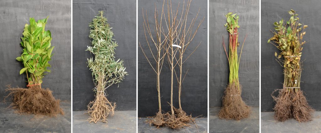 A selection of bareroot plants