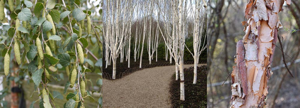 Various Birch trees
