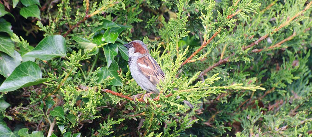 Sparrow sitting on Leyland hedge