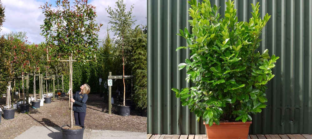 Pleached tree and container grown instant hedging