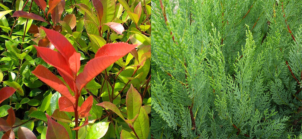 Photinia and Leylandii foliage