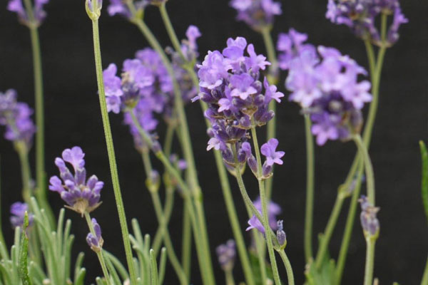 English Lavender in flower