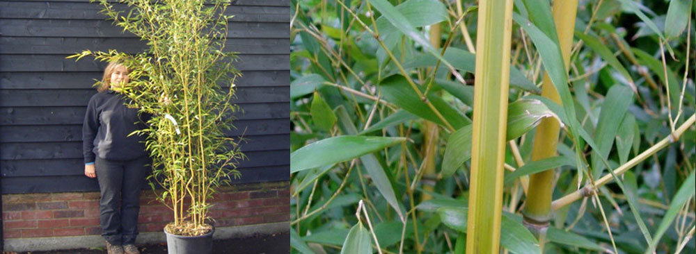 Phyllostachys Aurea Spectabilis bamboo plant