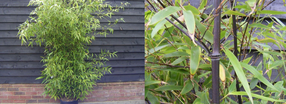 Phyllostachys Nigra, black bamboo plant