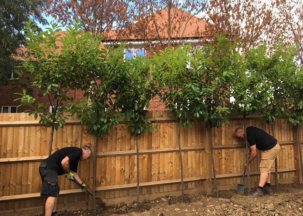 Laurel trees being planted by two people against a fence in a new home's garden, blocking the view of the houses that can be seen behind the garden.