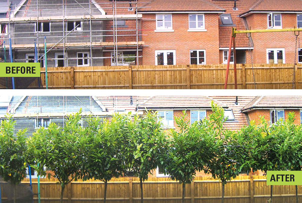 Line of Laurel trees above garden fence line, blocking view of neighbouring houses. 