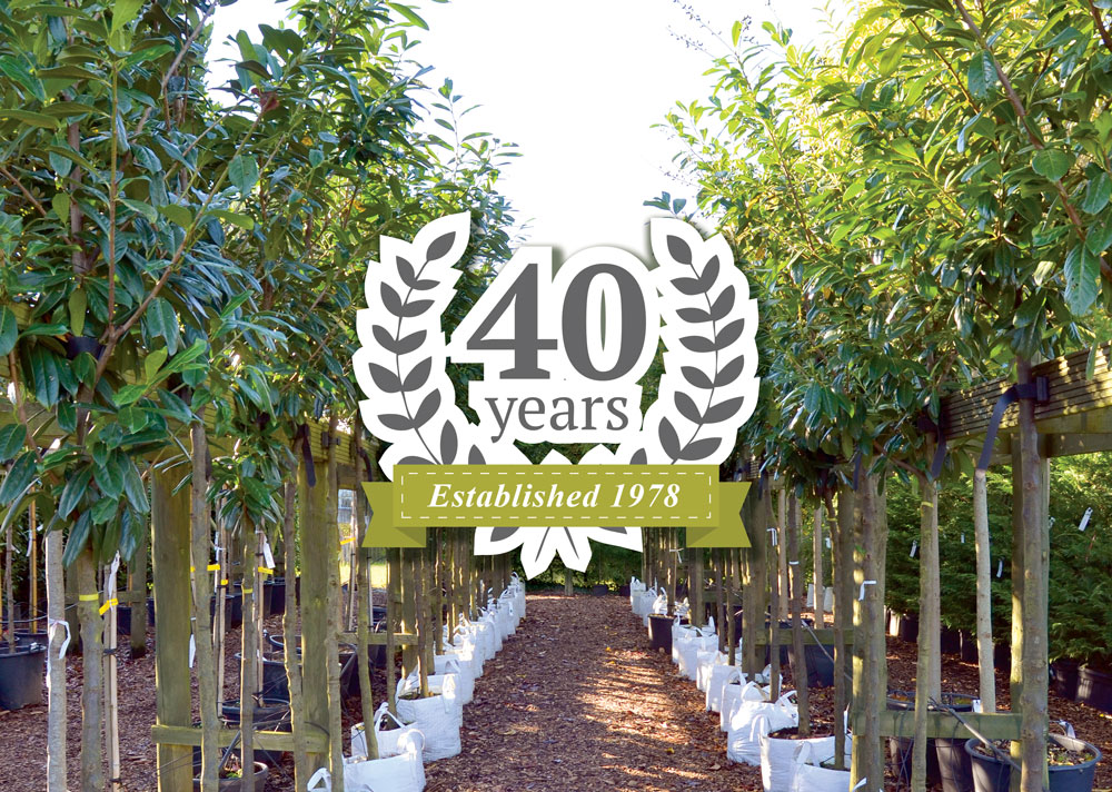 Line of laurel trees overlaid with a badge reading 40 year anniversary