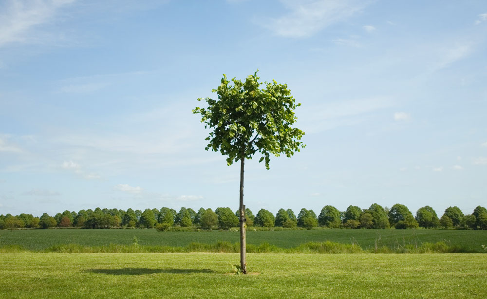 Single memorial tree with uk countryside landscape behind 