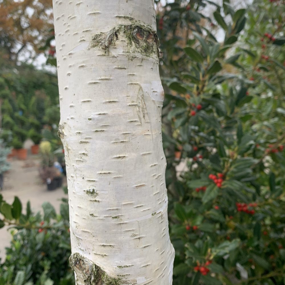 A silver Birch stem.