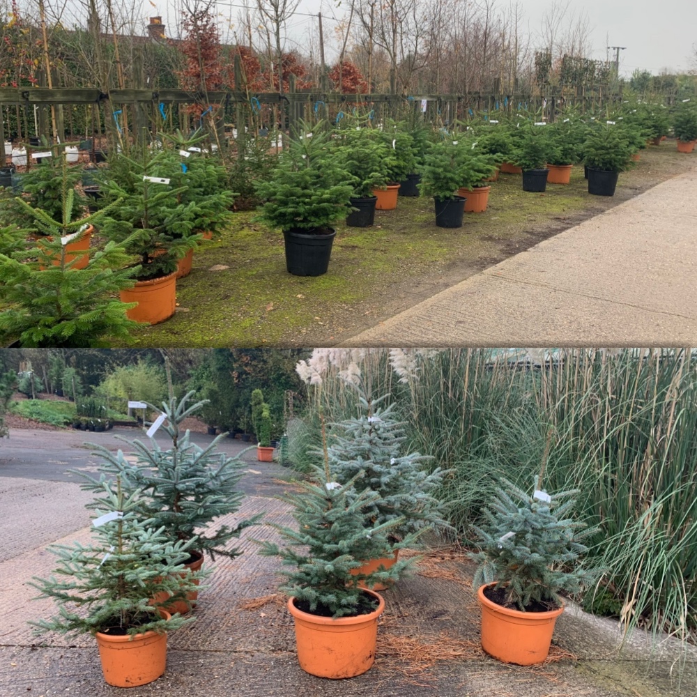Potted Christmas Trees, 