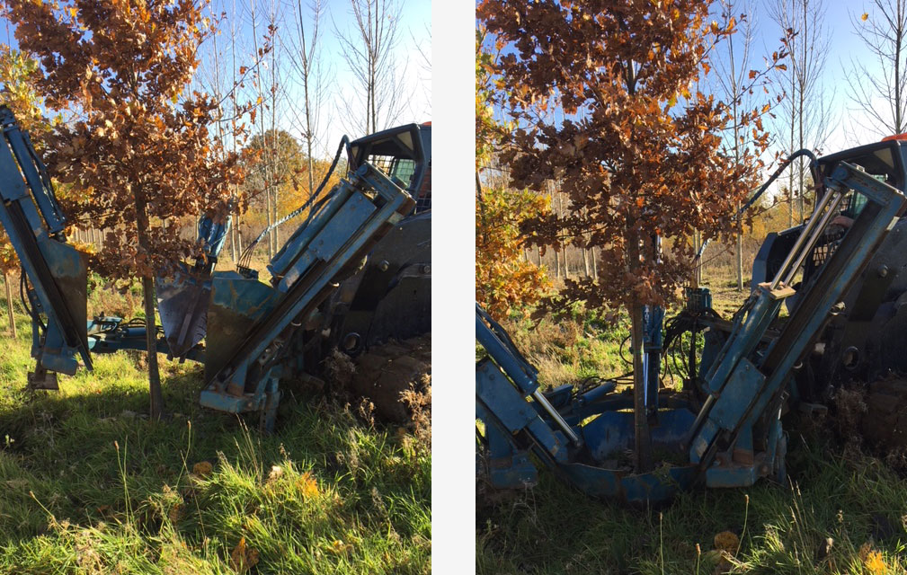 Mechanical tree spade lifting and oak tree