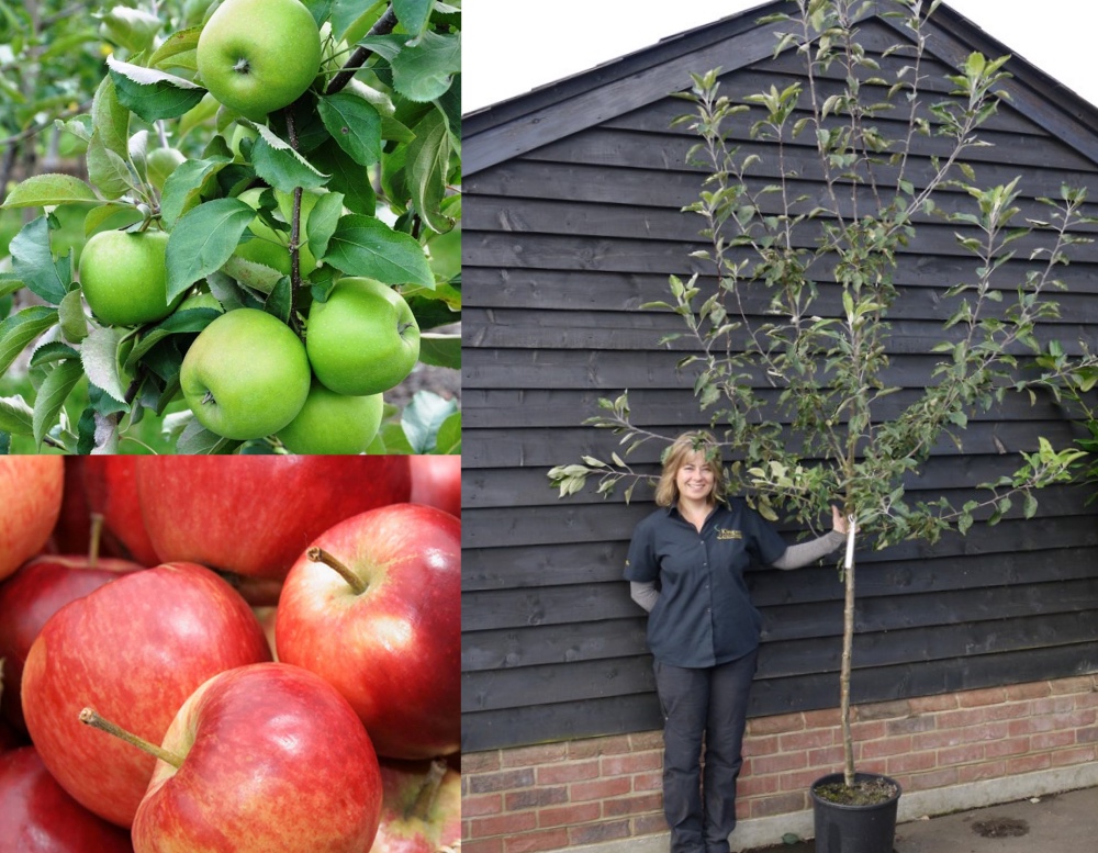 Apple discovery and Bramley Apple trees. 
