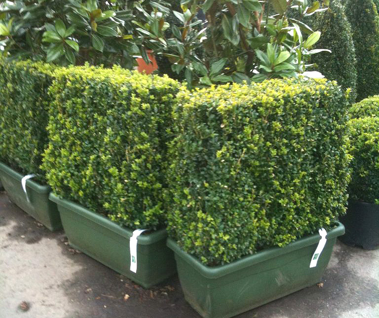 box hedge plants 