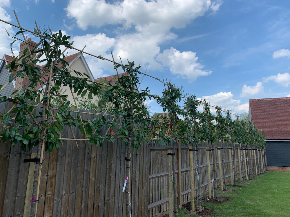 Pleached laurel trees planted to create above fence screening.