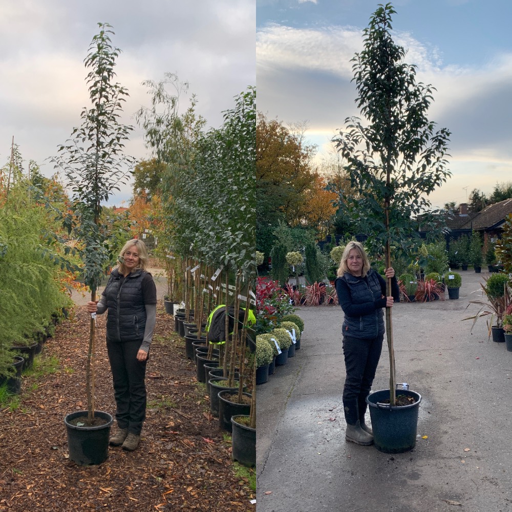 Prunus Lusitanica - Portuguese Laurel screening trees, 6-8cm girth tree (Left) 8-10cm girth tree (right)