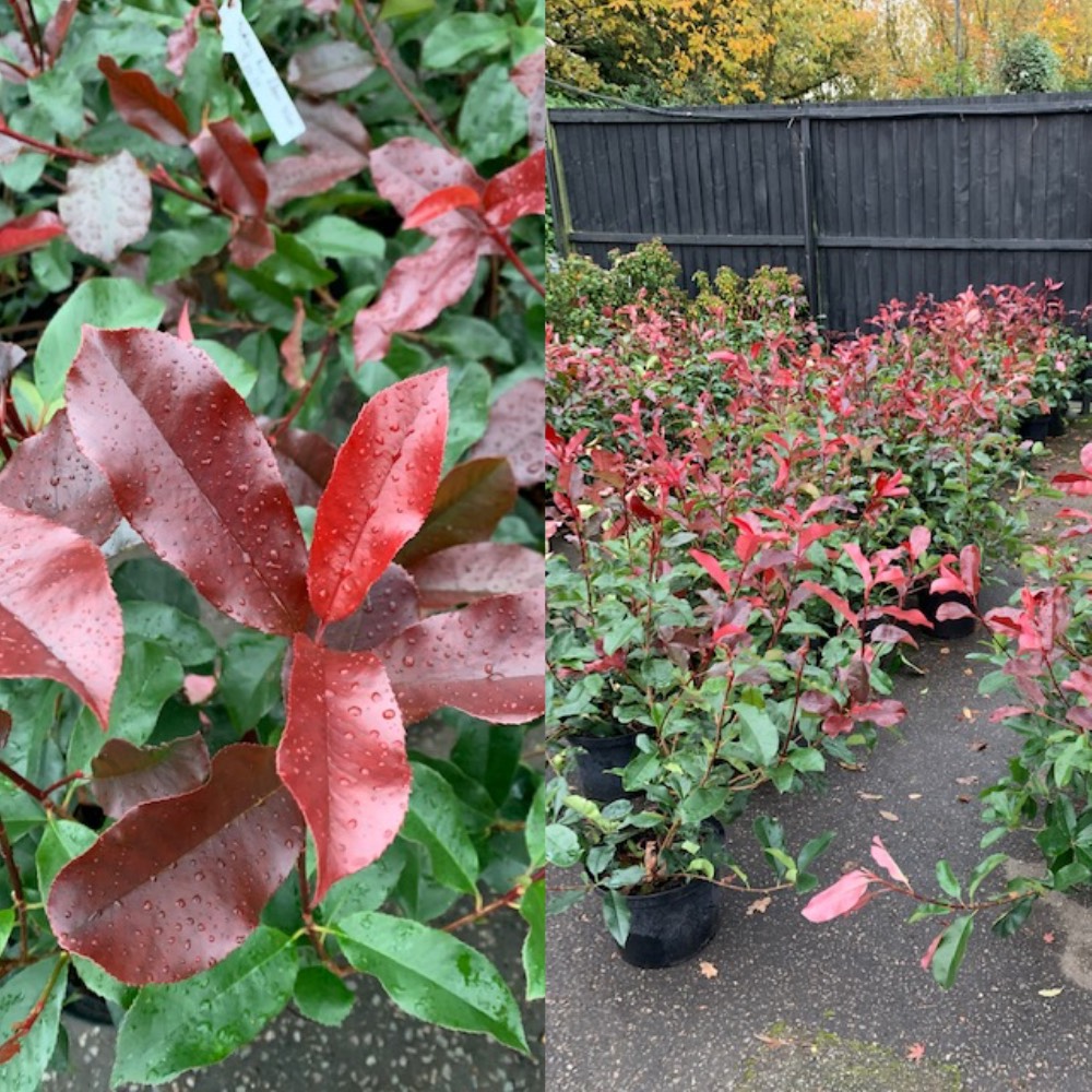 Photinia red robin uk grown evergreen hedging plants