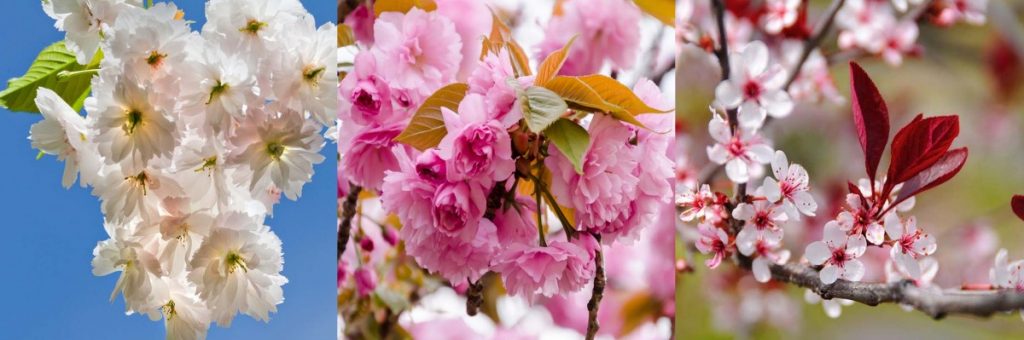 Flowers on cherry trees (prunus)