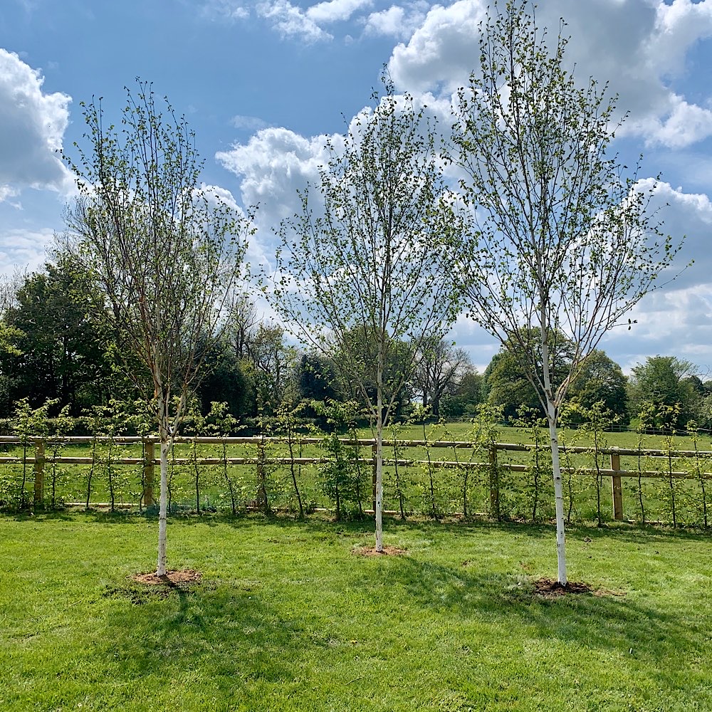 Three birch trees planted in a garden