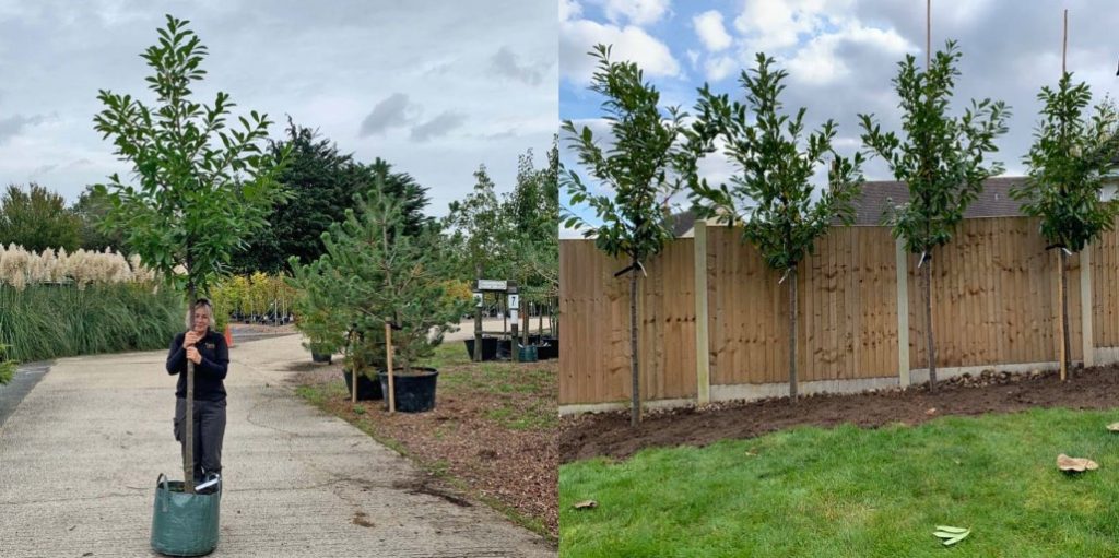 Planted laurel trees in a garden to create privacy. 