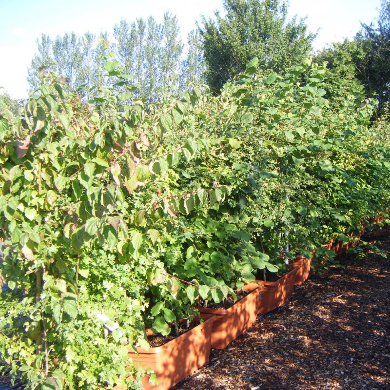 Native hedging troughs 