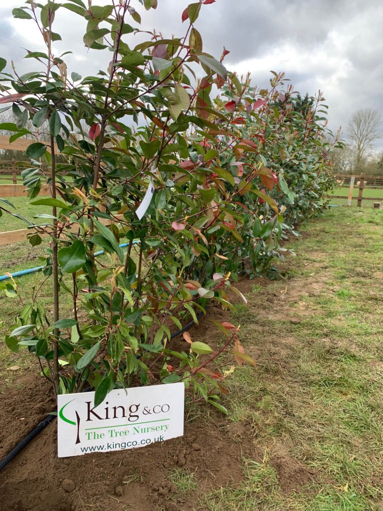 A planted photinia red robin hedge