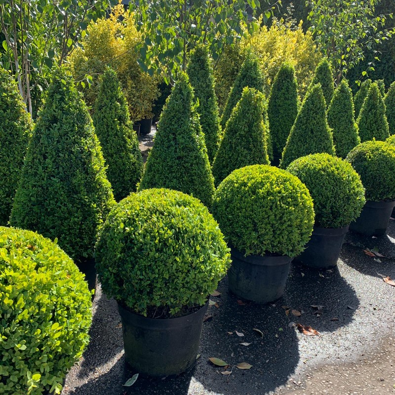Buxus sempervirens - Common Box - Topiary Ball & cones