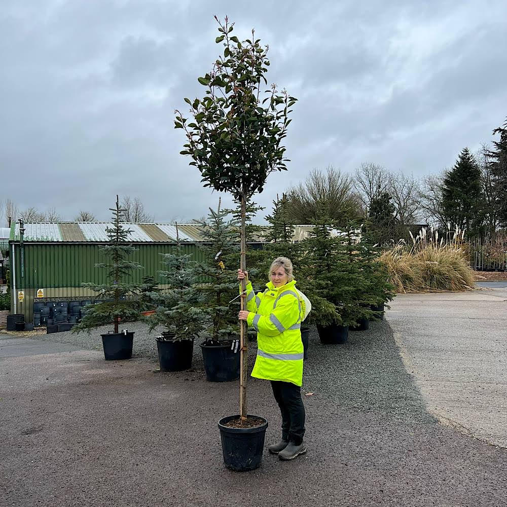 Buy Photinia x fraseri 'Red Robin' Standard tree 810cm girth