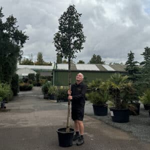 Photinia x fraseri 'Red Robin' - Standard tree 8-10cm girth