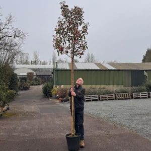Photinia x fraseri 'Red Robin' - Standard tree 8-10cm girth