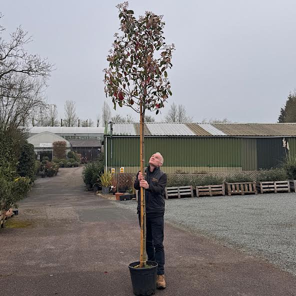 Photinia x fraseri ‘Red Robin’ – Standard tree 8-10cm girth