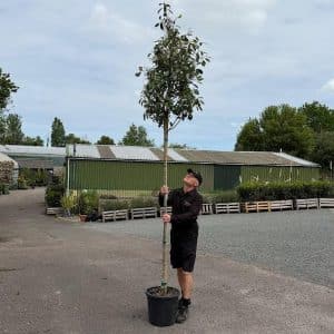 photinia