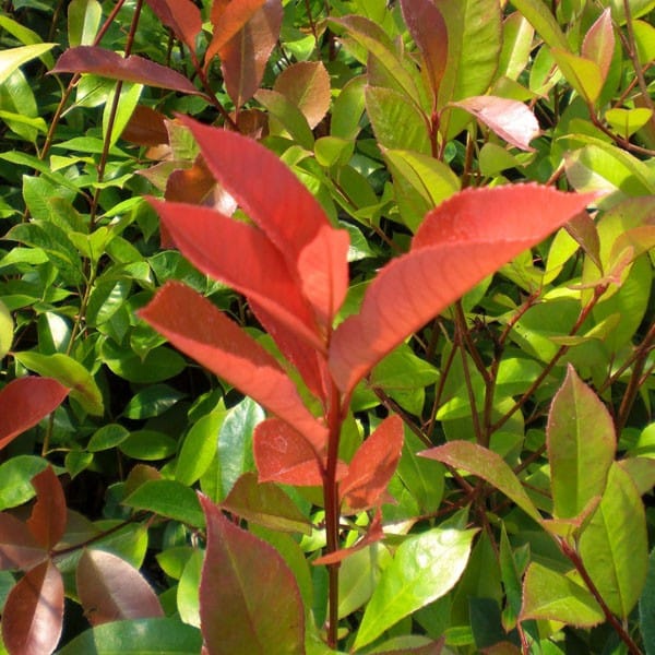 Photinia x fraseri ‘Red Robin’ – Hedging Plants 1.5-1.75m tall