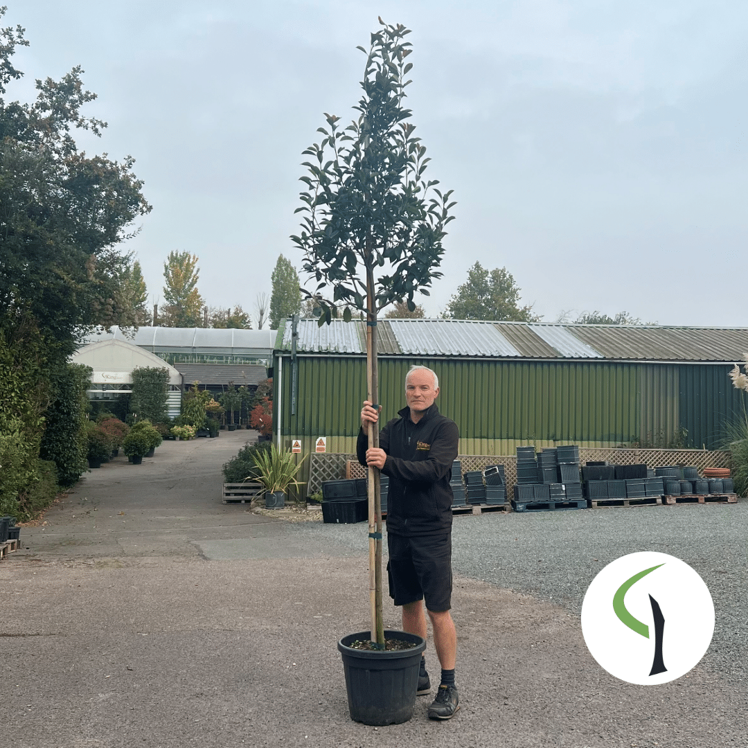 Photinia x fraseri ‘Red Robin’ – Standard tree 8-10cm girth