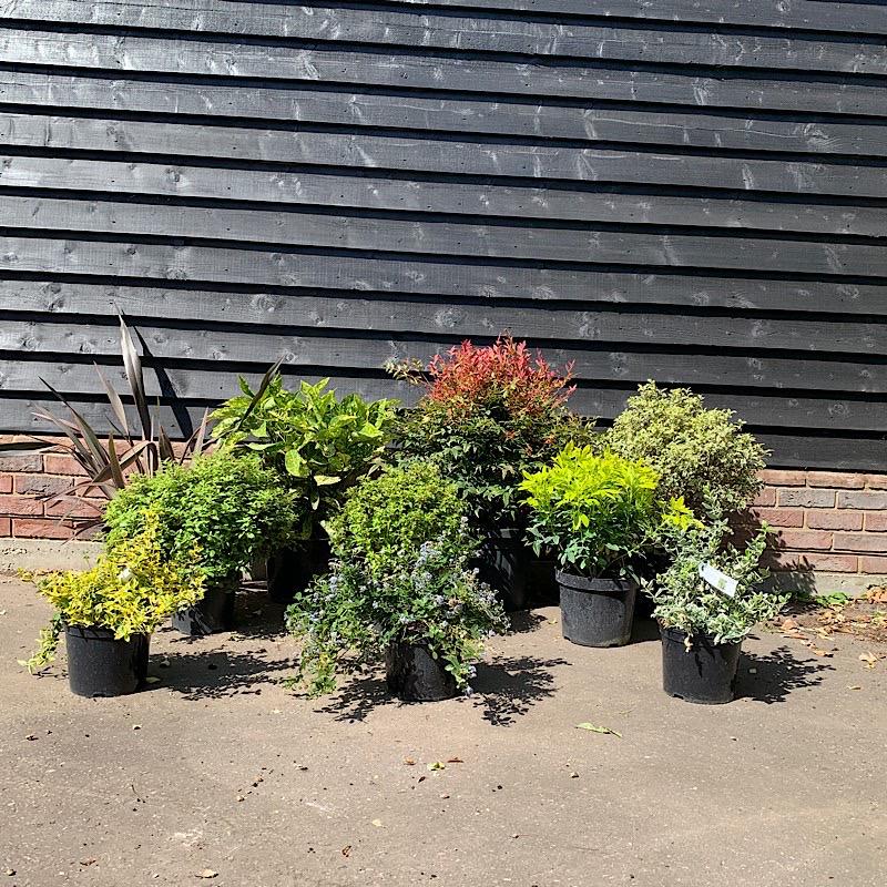 Shrubs