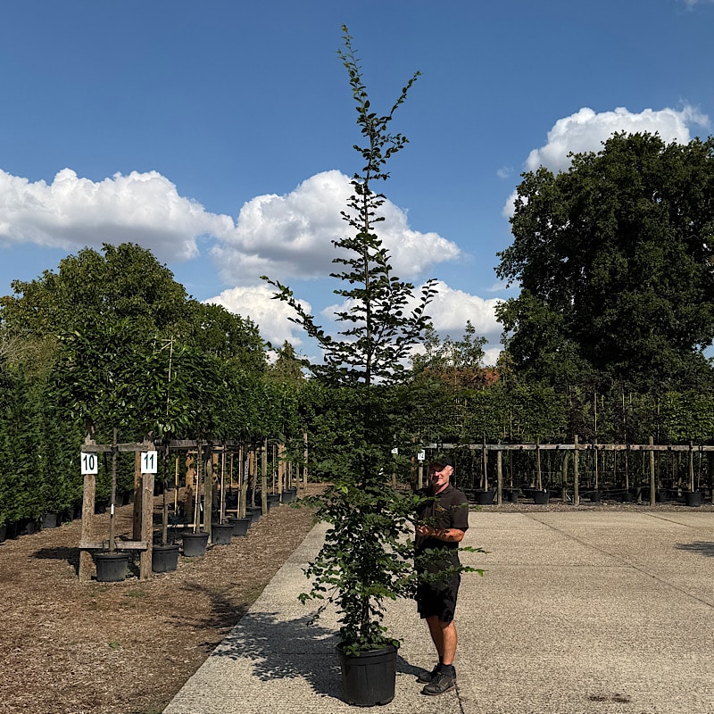Carpinus betulus – Feathered Hornbeam tree 10-12cm girth