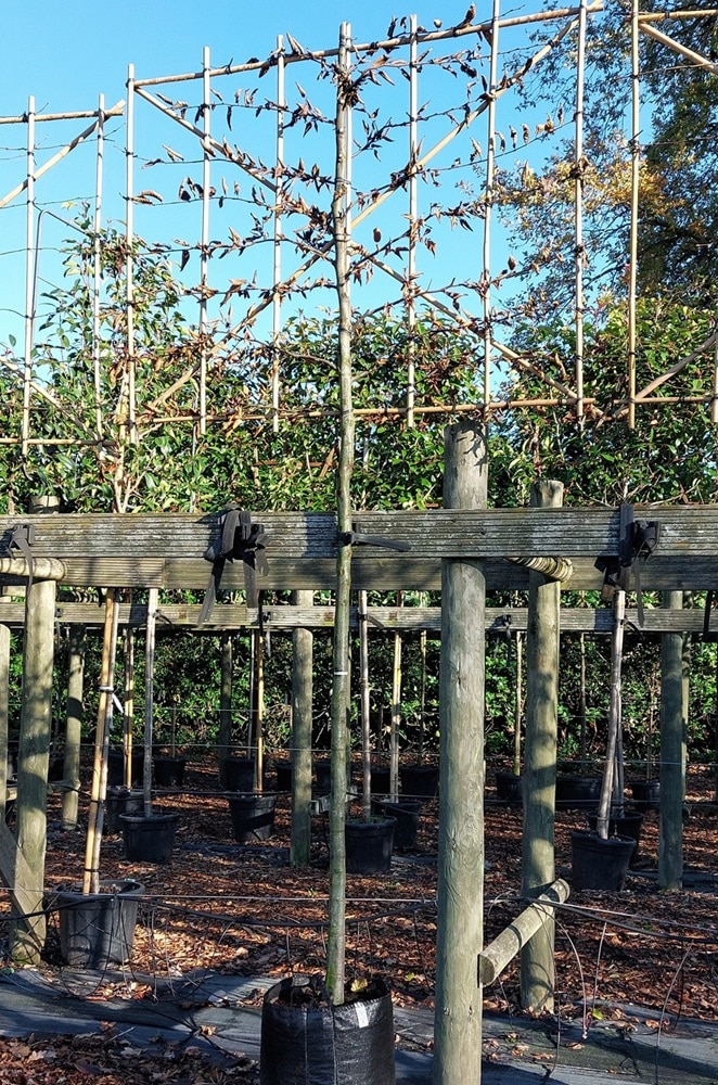 Carpinus betulus – Pleached Hornbeam tree 12-14cm girth