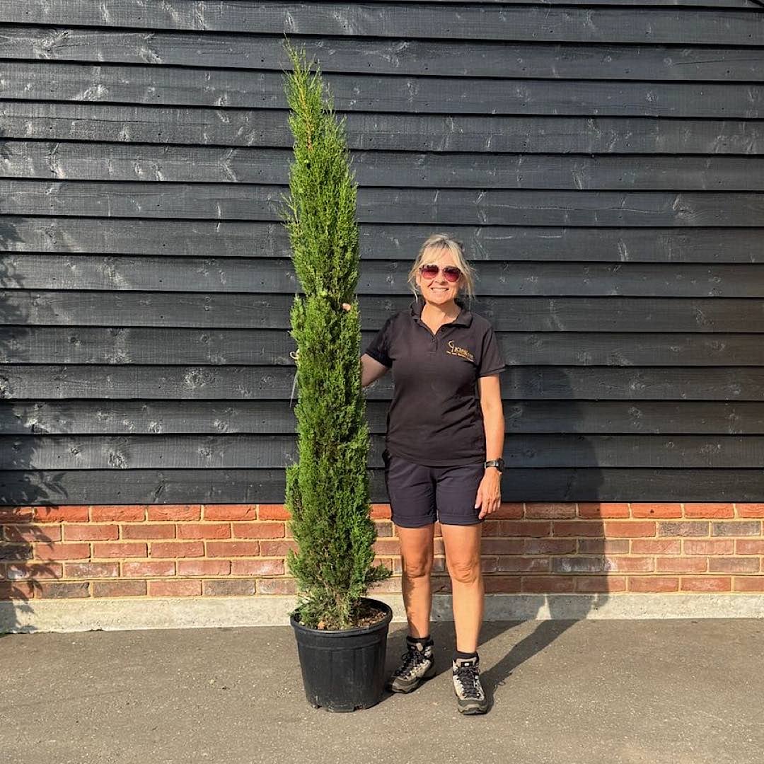 Cupressus sempervirens ‘Pyramidalis’ – Italian cypress tree 1.5-1.75m tall