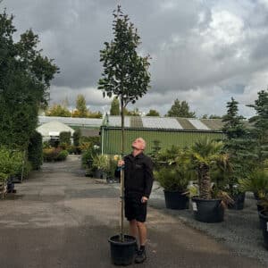 Photinia x fraseri 'Red Robin' - Standard tree 6-8cm girth