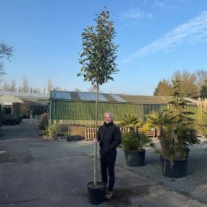 Photinia x fraseri 'Red Robin' - Standard tree 6-8cm girth