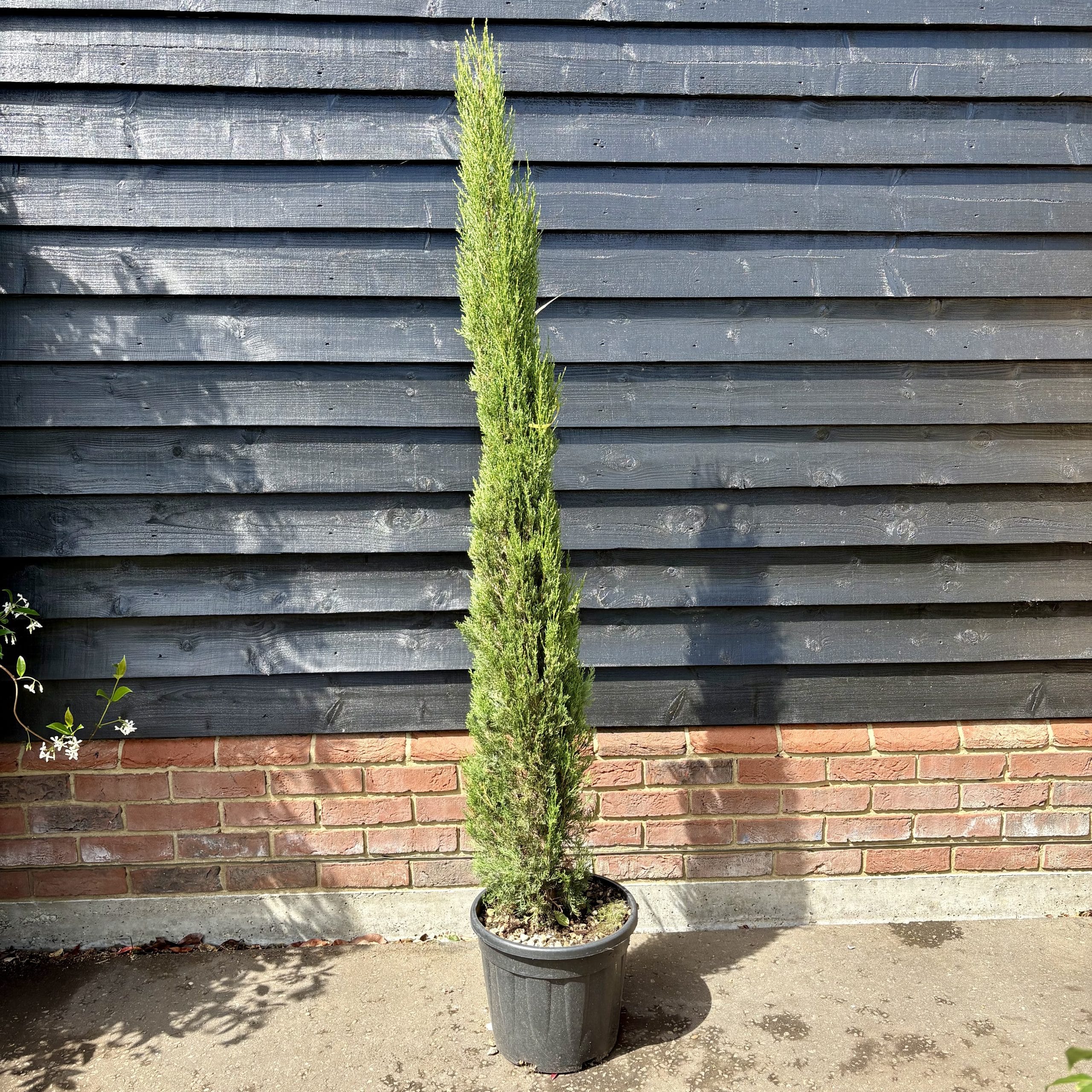 Cupressus sempervirens ‘Pyramidalis’ – Italian cypress tree 1.5-1.75m tall