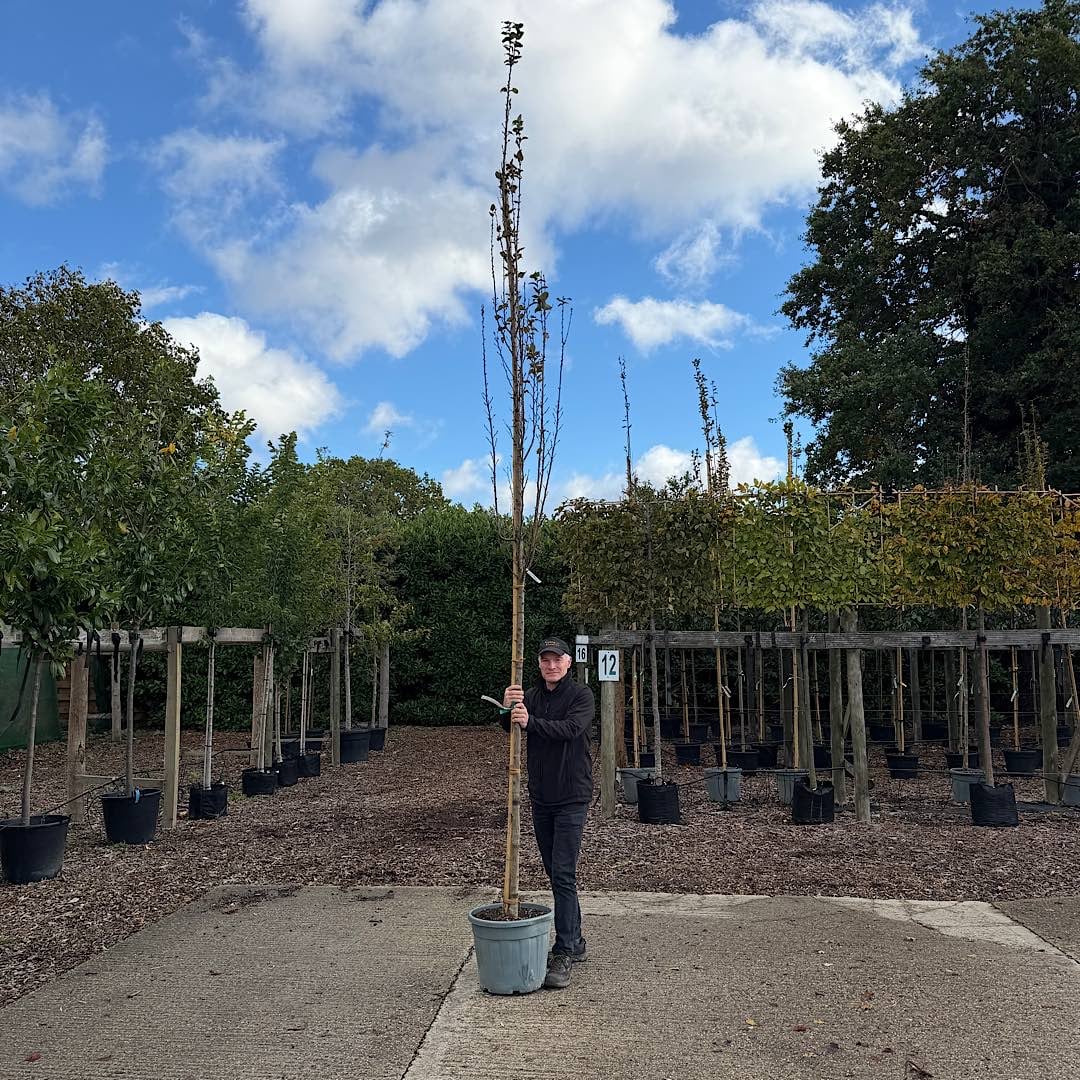 Carpinus betulus ‘Fastigiata’ – Upright Hornbeam tree 8-10cm girth Std