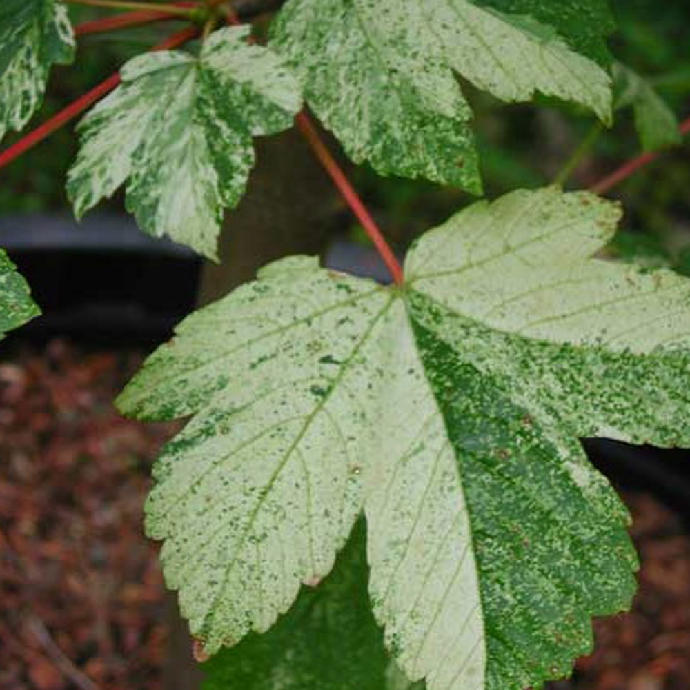 Acer pseudoplatanus ‘Leopoldii’  – Sycamore 6-8cm girth