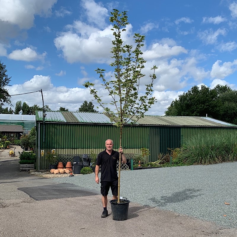 Acer platanoides ‘Drummondii’ – Norway maple tree 8-10cm girth