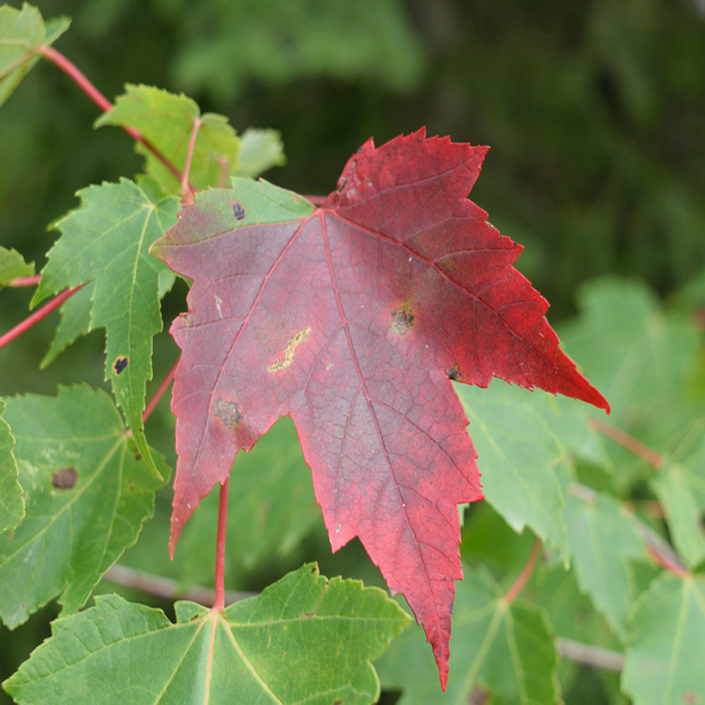 Acer rubrum ‘Red Sunset’ – Red Maple 10-12cm girth